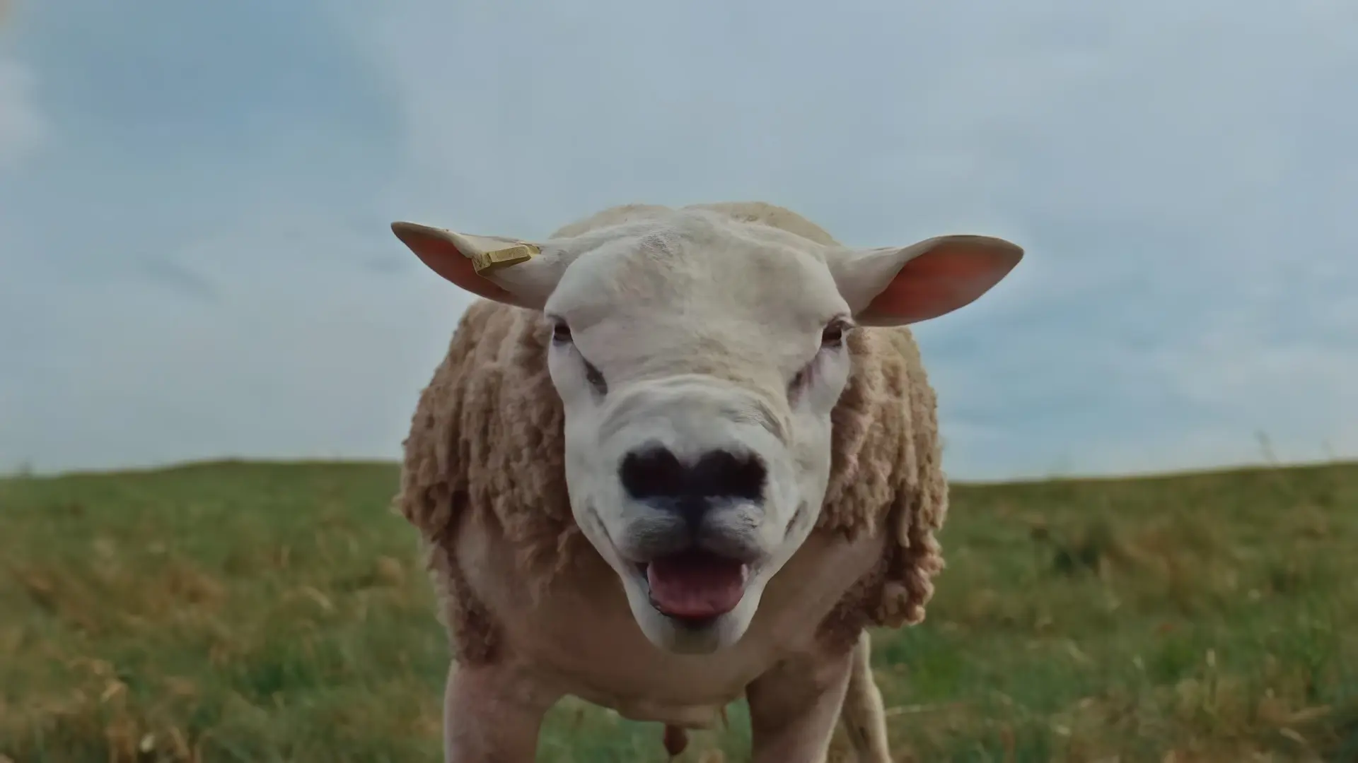 The sound of Green Flag